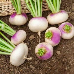 Navet-Légume de Milan Rouge Extra Hâtif à Châssis - BIO